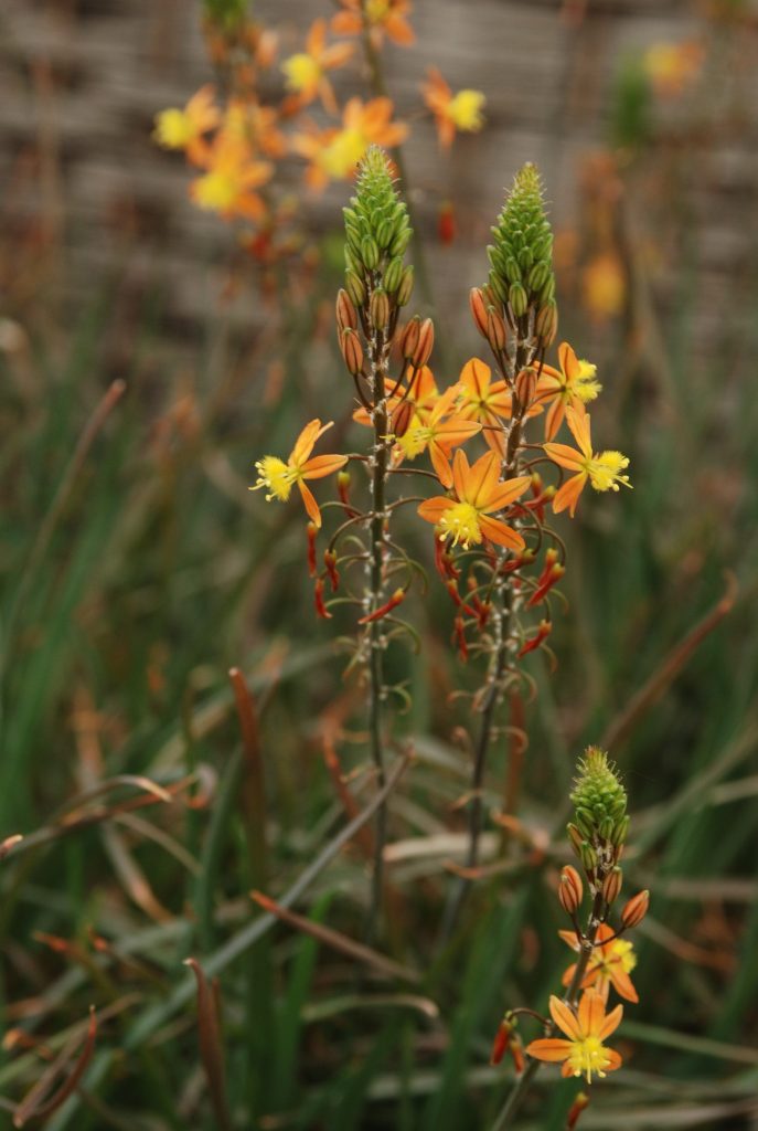 Bulbine Bulbine frutescens Gärtnerei OnlineKräuterversand Evi