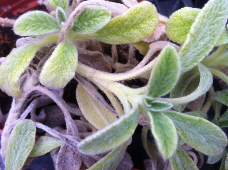 Griechischer Bergtee – Sideritis syriaca – Gärtnerei – Online-Kräuterversand – Evi Gampl