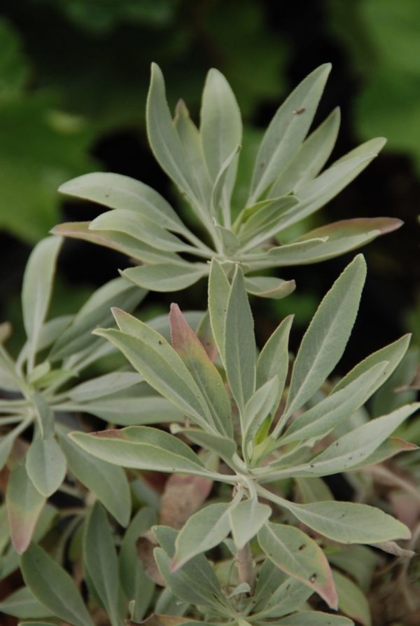 Weisser Salbei Salvia apiana Gärtnerei OnlineKräuterversand