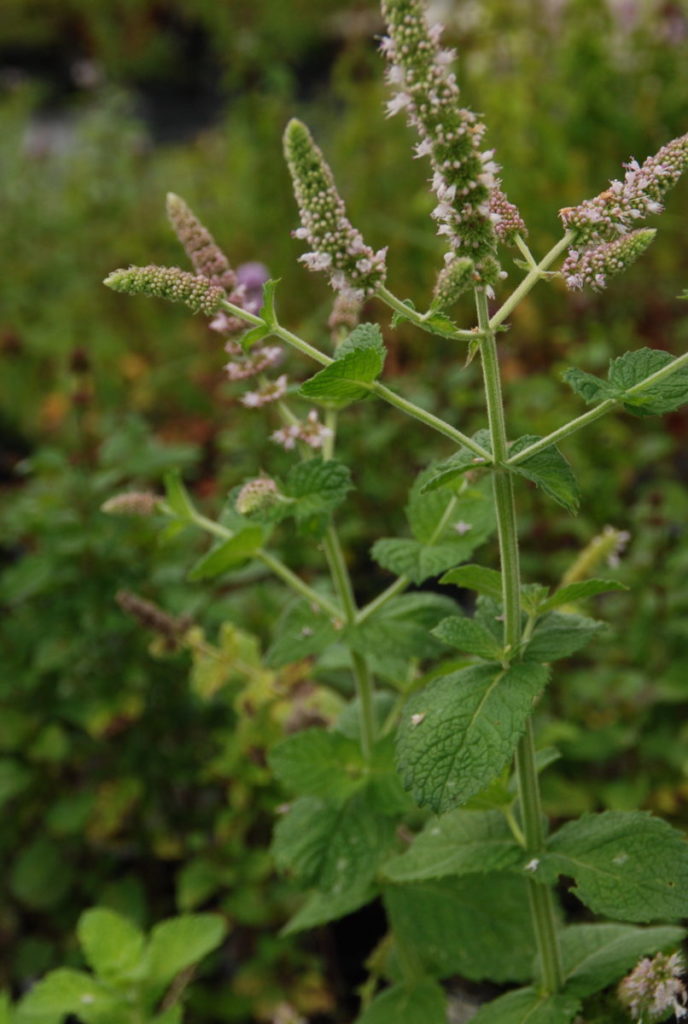 Apfelminze Mentha suaveolens Gärtnerei OnlineKräuterversand