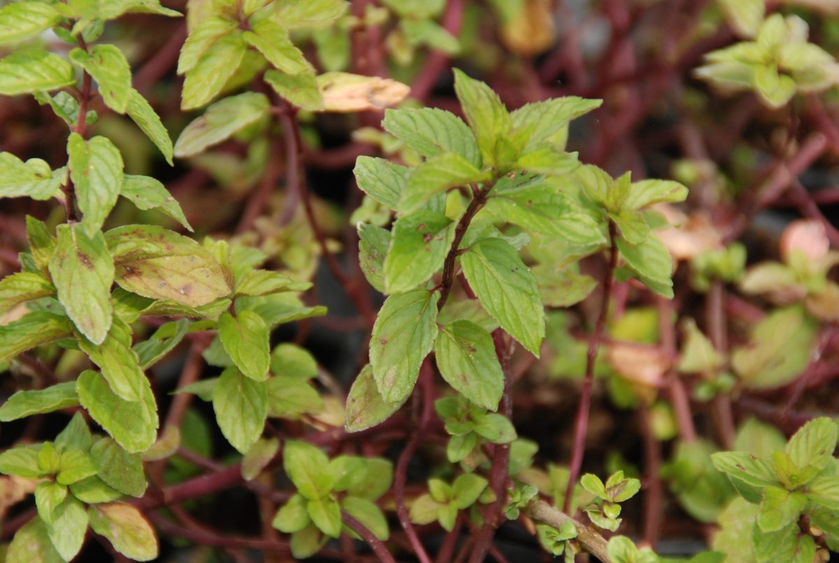 Rote Minze Mentha smithiana 'Red Mint' Gärtnerei Online