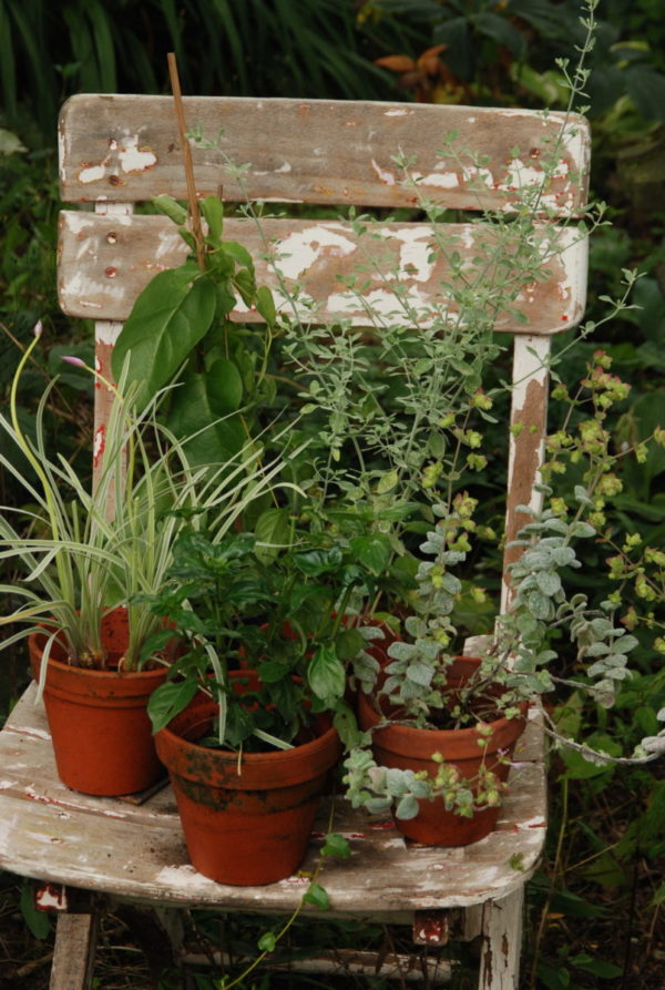 Küchenkräuter – indoor | Gärtnerei - Online-Kräuterversand - Evi Gampl