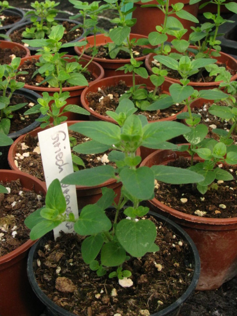 Oregano, griechischer – Origanum heracleoticum – Gärtnerei – Online ...