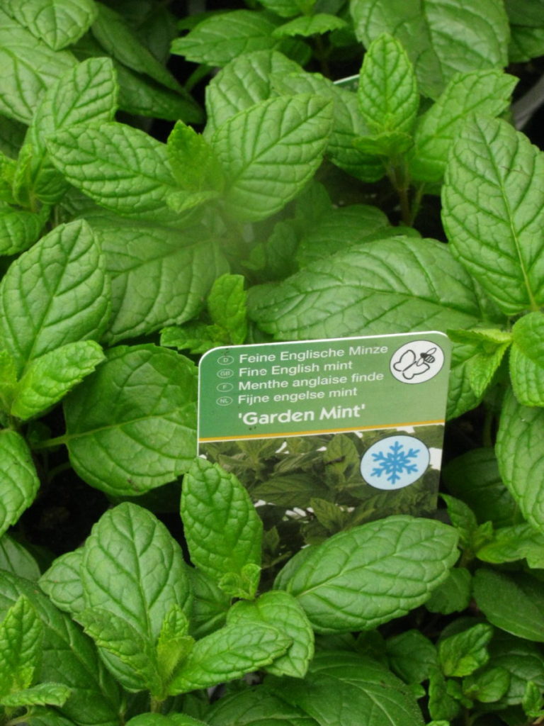Englische Minze `Garden Mint`- Mentha x piperita – Gärtnerei – Online ...