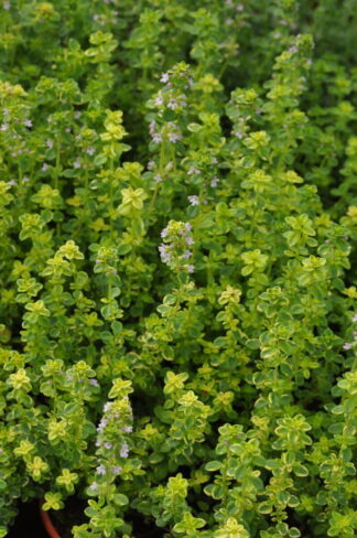 Zitronen-Thymian `Citro Variegated` - Thymus x citriodorus 'Citro Variegated'