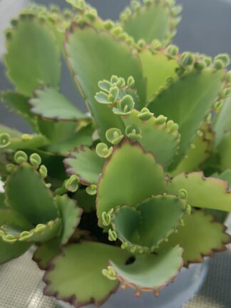 Echte Goethe-Pflanze, Wunderblatt - Kalanchoe pinnata