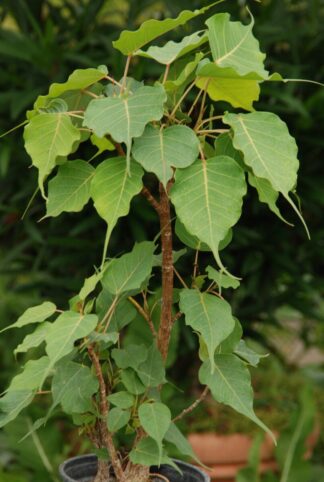 Bodhi-Baum, Pappelfeige, Buddhabaum - Ficus religiosa - Größe 3
