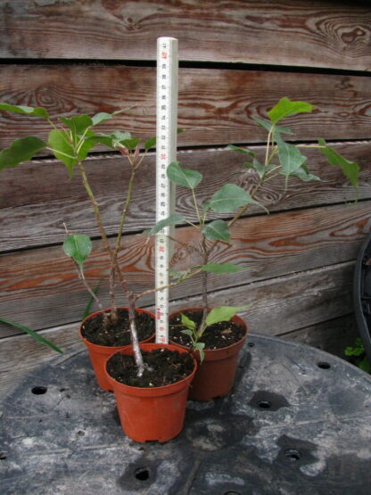 Bodhi-Baum, Pappelfeige, Buddhabaum - Ficus religiosa - Größe 2