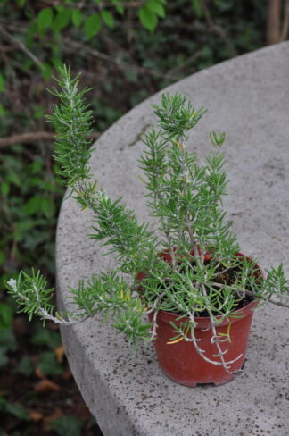 Hänge-Rosmarin - Rosmarinus off. in Sorten