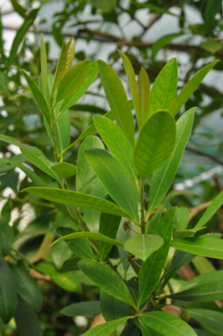 Mate-Strauch, Yerba Mate - Ilex paraguariensis