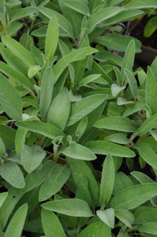 Gewürzsalbei ´Berggarten´ - Salvia officinalis ´Berggarten´