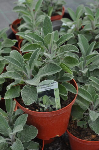 Gewürzsalbei ´Maxima´ - Salvia officinalis ´Maxima´